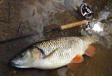 Fly Fishing For Chub - Fly Gear & Fishing Tactics - Article