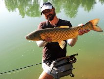 Beautiful golden grass carp caught on a fly in hot summer day!