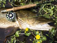 A pike too far. Granny, you should’ve seen this pike!