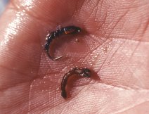 A natural midge against the imitation