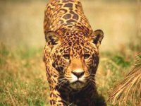 Jaguar fishing for Dorados with flies!!!