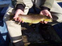 The Realm of the Hebridean Slob Trout