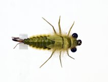 First place in nymph category