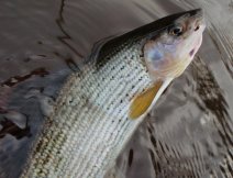 Grayling on the PTN nymph