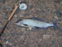 Grayling from river Eden caught on Czech Nymph PTN