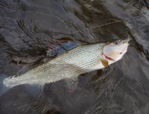 Winter Grayling from river Eden