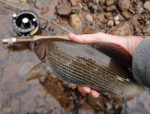 Nice grayling coming back...
