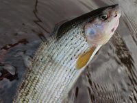 Fishing the Killer Range