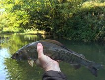 Nice grayling from the small river