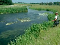 Fly Fishing for Grayling in Denmark