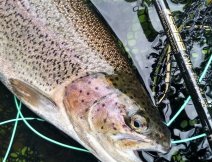 Face to face with a pretty spotted rainbow. In such weather, fish are usually in worse condition, if you catch & release, do it as soon as possible! If you want to take them, do not hesitate! ;-)