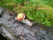 The curious visitor crawled to look at my actions. Small snails are also a rich part of trout food on still waters!