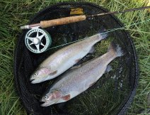 In the end, I didn't go home empty-handed. I like to keep nice fish from private waters and with no remorse. As uncle Bob would write: "The summer fish at this type of fishery are of good quality and ideal for the smoker"! :-))