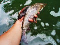 Fly Fishing For Grayling - The Right Fishing Tactics & Techniques For Grayling