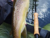 A large brown trout from a Czech trout reservoir poses before release. Perfect spotted beauty.