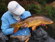 Golden summer carp caught near the tought place with underwater branches.