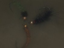 Flies in cloudy water