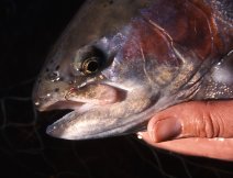 A Pink Speck firmly in the jaws