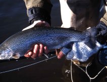 A welcome spring rainbow to the Whisper Nymph