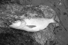 Tipy pro lov bolen na muku