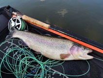 A nice rainbow trout around 45 cm did not resist my setup of wet flies slowly presented on a floating line! A small black AR Hot Head Peacock Spider was his undoing.