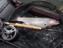 Nice rainbow trout in the net & my TOP favorite & deadly AR Fish Fry Sparkler Booby in action again!