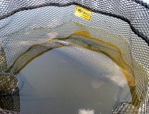 Cracking rainbow has just been neted. On the boat I like to use a landing net with a short handle and a large head Fencl King 2 Nature L
