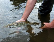 A smaller river pike with a marble drawing of the body is ready to return to its home pool!