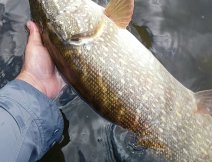 Releasing a beautiful large pike caught on a cloudy and windy September day.