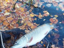 Beautifully built pike from the end of October poses resting in a large landing net after a fierce fight!