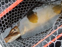 The big golden pike is finally in the landing net and a huge stone falls from my heart directly into the mysterious depths of the dam.