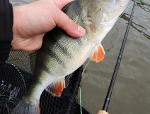 Nice perch is often another catch when autumn fishing for pike on a streamer. Large perch have no problems with streamers size-designed for pike!