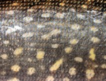 Typical pike skin coloration! Dark green body complemented by golden-yellow spots. Another of the many spells of nature!