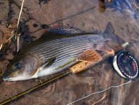 Fly Fishing For Grayling - How To Catch Grayling