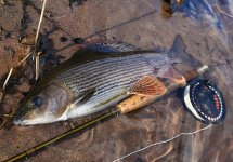 Fly Fishing For Grayling - How To Catch Grayling - Article