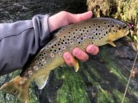 Squirms Worms & Their Relatives From The Worm Family