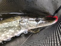 8 Essential Tools For Pike Fly Fishing