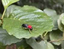 Beetle Hi-Vis Black Foam