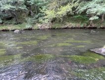 Flowing section ideal for dry fly fishing