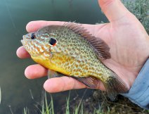 Beautifully colored sunnyfish (pan fish). A visually aquarium, but in fact a relatively widespread freshwater fish, which will not miss the opportunity to attack your fly - especially in coastal areas.