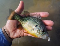 Another beautifully colored sunnyfish that had to taste my small fish Booby, which won't even fit in its mouth!