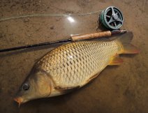 A nice golden carp caught on a slowly retrieved black buzzer on a floating line. Such a fish pours a little blood into the veins during a fight, but if you are not sprayed with repellent, you will quickly lose it again!