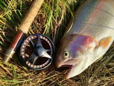 Muškaření na Poličských jezerech PK1 & PK2 (CZ ONLY)