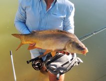 Fishing Shirt Simms Intruder BiComp - In action with a nice summer mirror carp