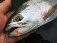 TOP Flies For Stillwater Trout