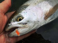 TOP Flies For Stillwater Trout