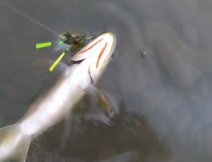 The distinguishing mark of the Cutthroat Trout