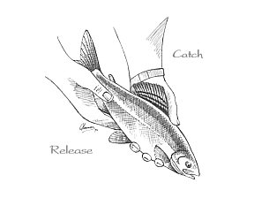 Catch and Release, Fishing Basics