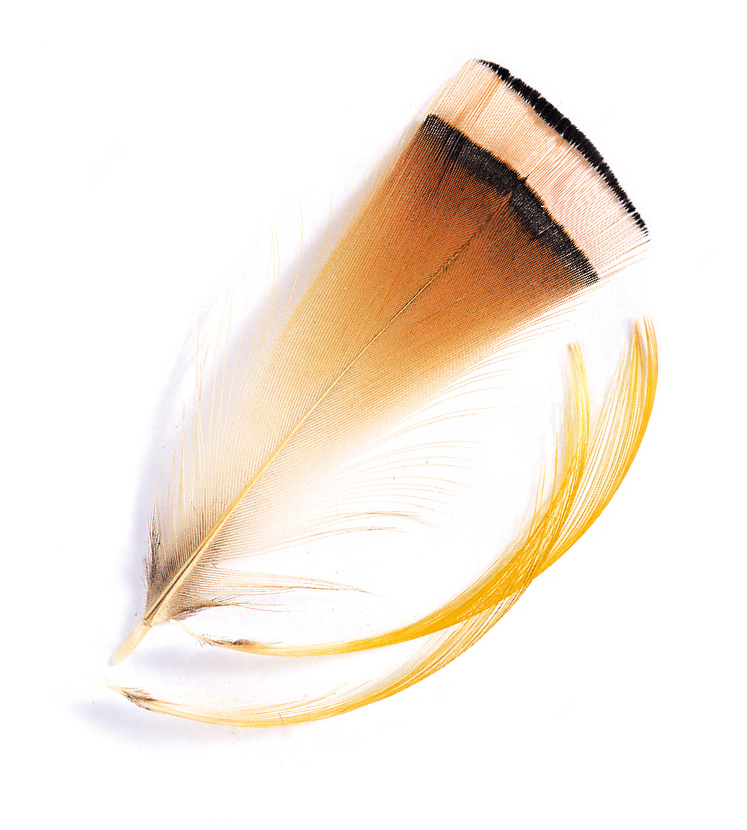 Golden Pheasant Veniard Tippet Feathers