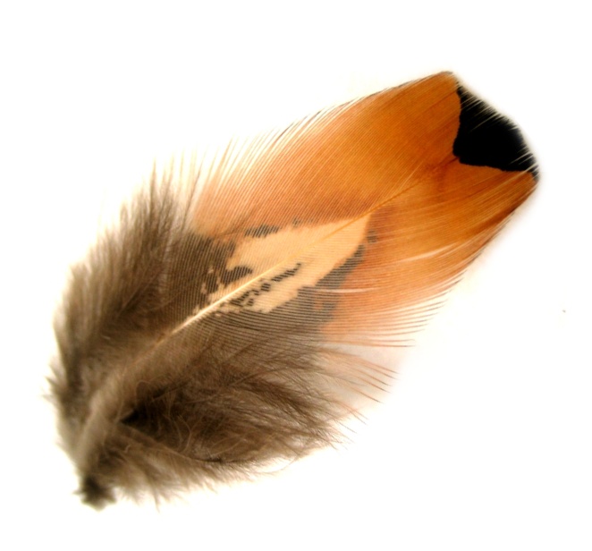 perfect quality Fast Delivery Cock Pheasant Brown Neck Fly Tying Feathers 